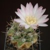 Gymnocalycium_achirasense